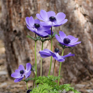 Anemone Coronaria 'Mr. Fokker' Blue Anemone